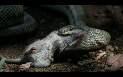 楢山节考剧照的剧照