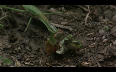 楢山节考剧照的剧照