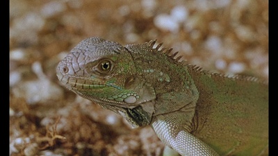 紫色平原剧照的剧照