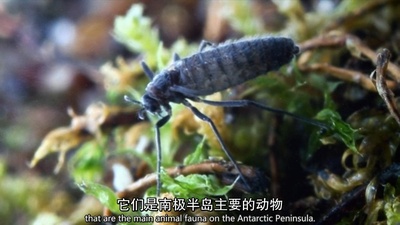 南极洲：末日的世界剧照的剧照