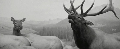 寂静中的惊奇剧照的剧照