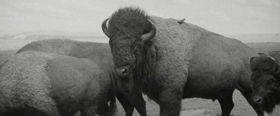 寂静中的惊奇剧照的剧照