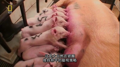 国家地理.动物天才系列：猪剧照的剧照