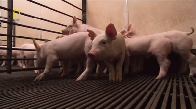 国家地理.动物天才系列：猪剧照的剧照