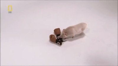 国家地理.动物天才系列：猪剧照的剧照
