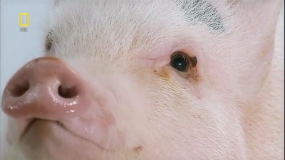 国家地理.动物天才系列：猪剧照的剧照