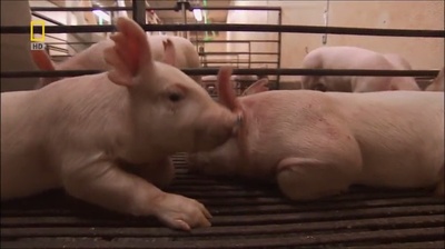 国家地理.动物天才系列：猪剧照的剧照