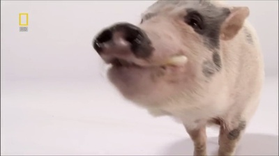 国家地理.动物天才系列：猪剧照的剧照