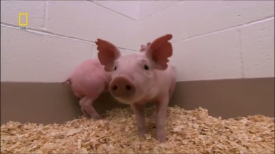 国家地理.动物天才系列：猪剧照的剧照