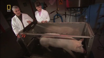 国家地理.动物天才系列：猪剧照的剧照