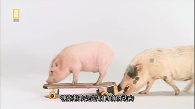 国家地理.动物天才系列：猪剧照的剧照