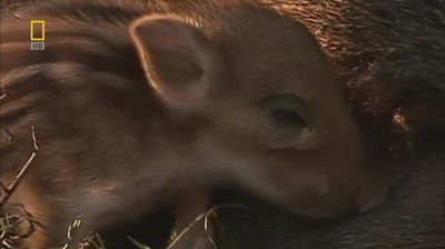 国家地理.动物天才系列：猪剧照的剧照
