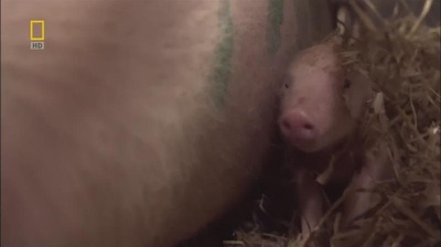 国家地理.动物天才系列：猪剧照的剧照