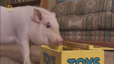 国家地理.动物天才系列：猪剧照的剧照