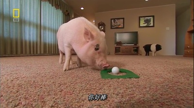 国家地理.动物天才系列：猪剧照的剧照