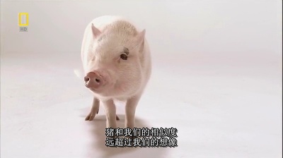 国家地理.动物天才系列：猪剧照的剧照