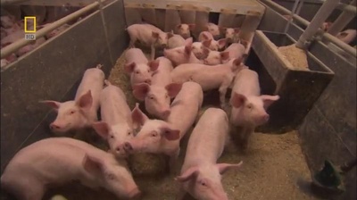 国家地理.动物天才系列：猪剧照的剧照