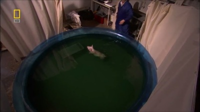 国家地理.动物天才系列：猪剧照的剧照