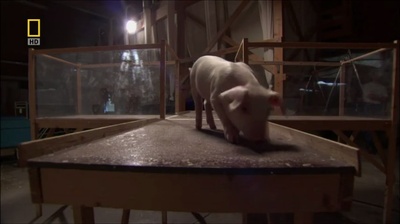 国家地理.动物天才系列：猪剧照的剧照