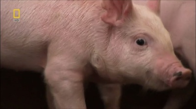 国家地理.动物天才系列：猪剧照的剧照