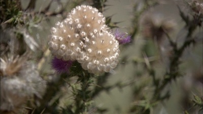 脸红的夏日剧照的剧照