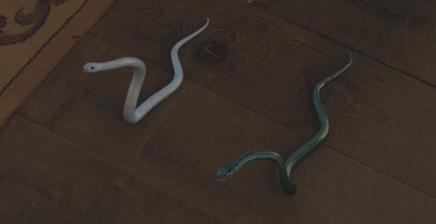 缉妖法海传剧照的剧照