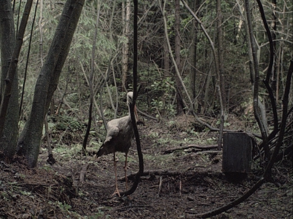 自己去看剧照的剧照