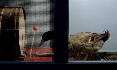 史楚锡流浪记剧照的剧照