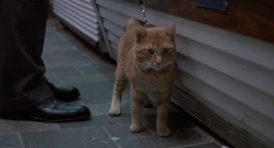 老人与猫剧照的剧照