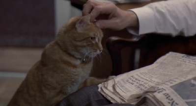 老人与猫剧照的剧照