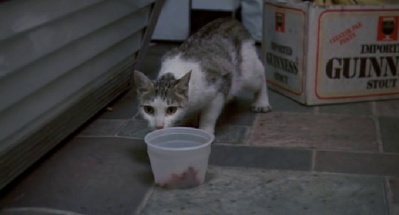 老人与猫剧照的剧照