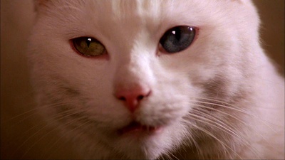 遗产剧照的剧照