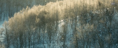 羊与钢的森林剧照的剧照