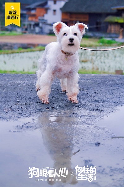 狗眼看人心剧照的剧照