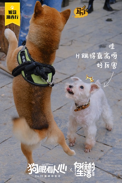 狗眼看人心剧照的剧照