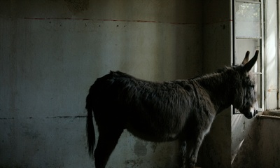 我离家了，但……剧照的剧照