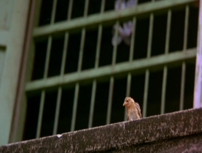 小情人剧照的剧照
