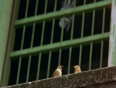 小情人剧照的剧照