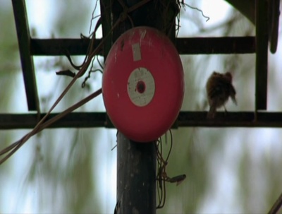 小情人剧照的剧照