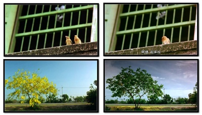 小情人剧照的剧照