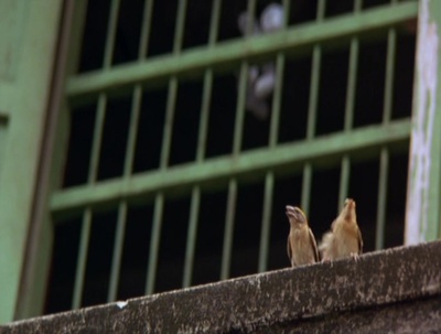 小情人剧照的剧照