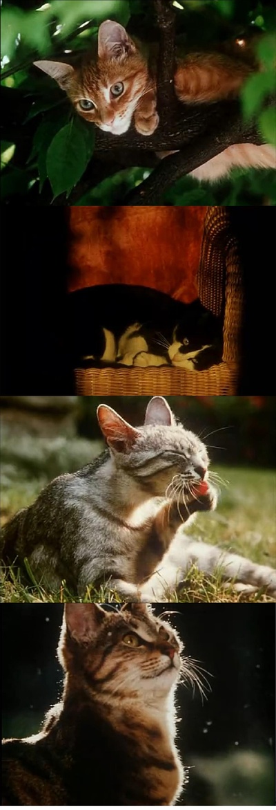 风的第一声呼吸剧照的剧照