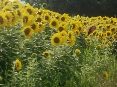 风的第一声呼吸剧照的剧照