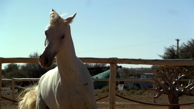 龙卷风和卡拉哈里马语者剧照的剧照