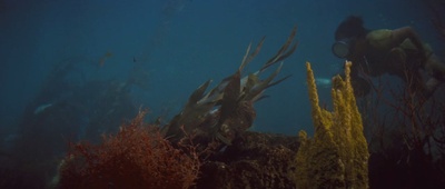 金童海豚剧照的剧照