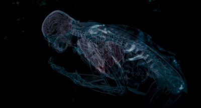 撕裂人剧照的剧照