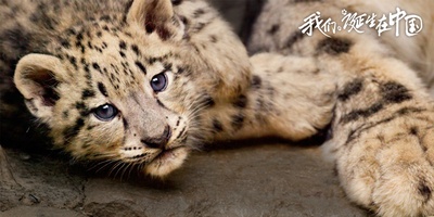 我们诞生在中国剧照的剧照