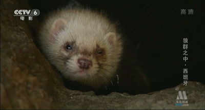 与狼共伍剧照的剧照