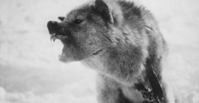 北方的纳努克剧照的剧照