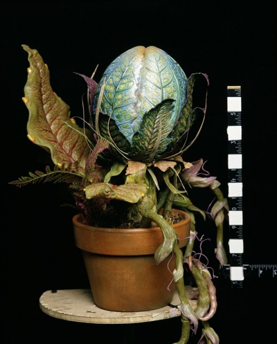 异形奇花剧照的剧照